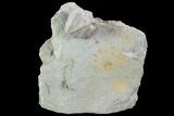 Blastoid (Pentremites) Fossil - Illinois #92214-1